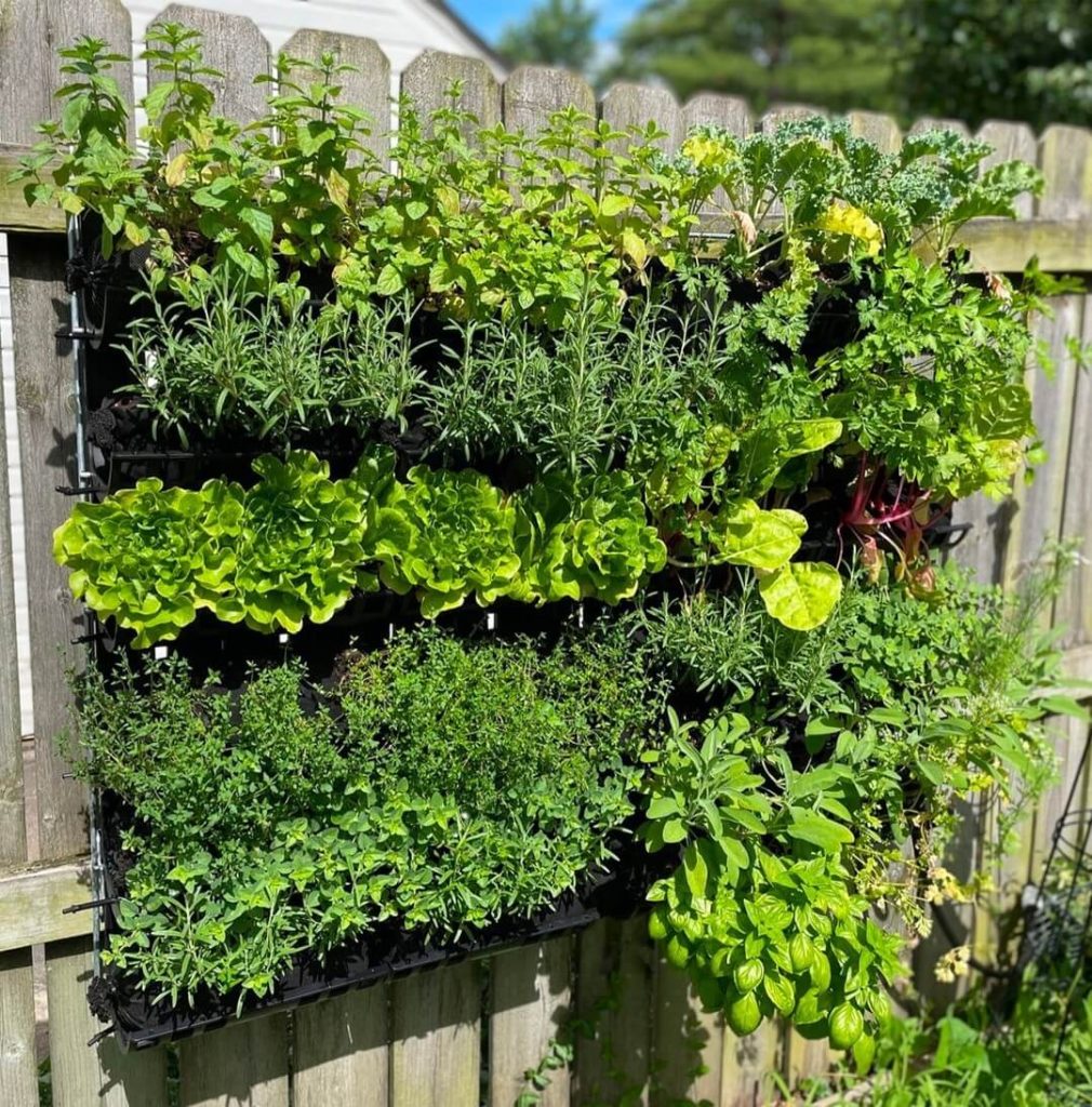 11. Hanging Herb Garden on a Fence