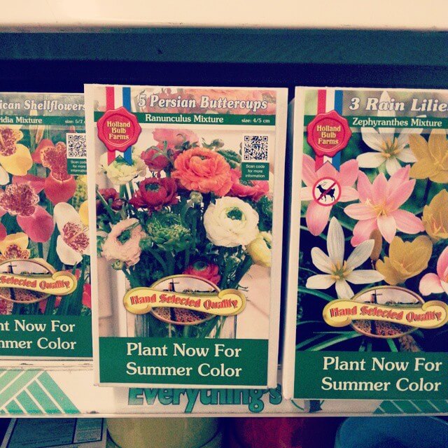12. Affordable Bulbs for a Burst of Summer Blooms