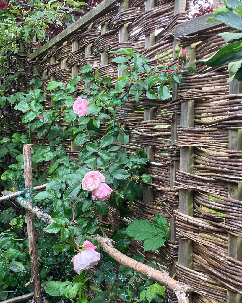14. Woven Trellis Fence for Climbing Roses