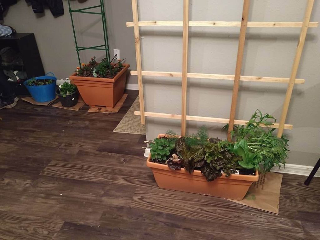14. Indoor Gardening with Budget-Friendly Containers and Trellises