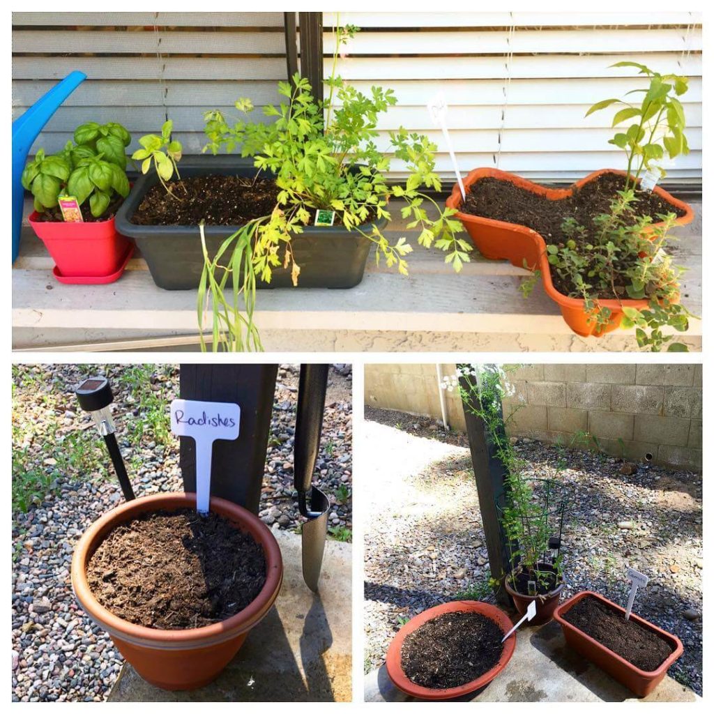 15. DIY Herb Garden Using Inexpensive Planters