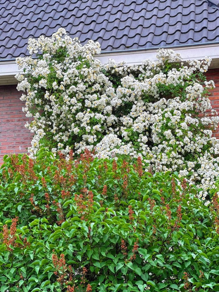 15. Wall-Covering Rose Display