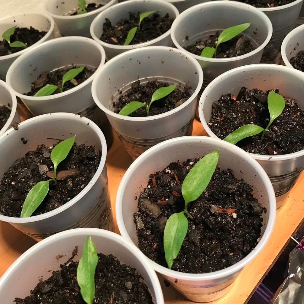 16. Plastic Cups: The Ultimate Budget Seed Starter