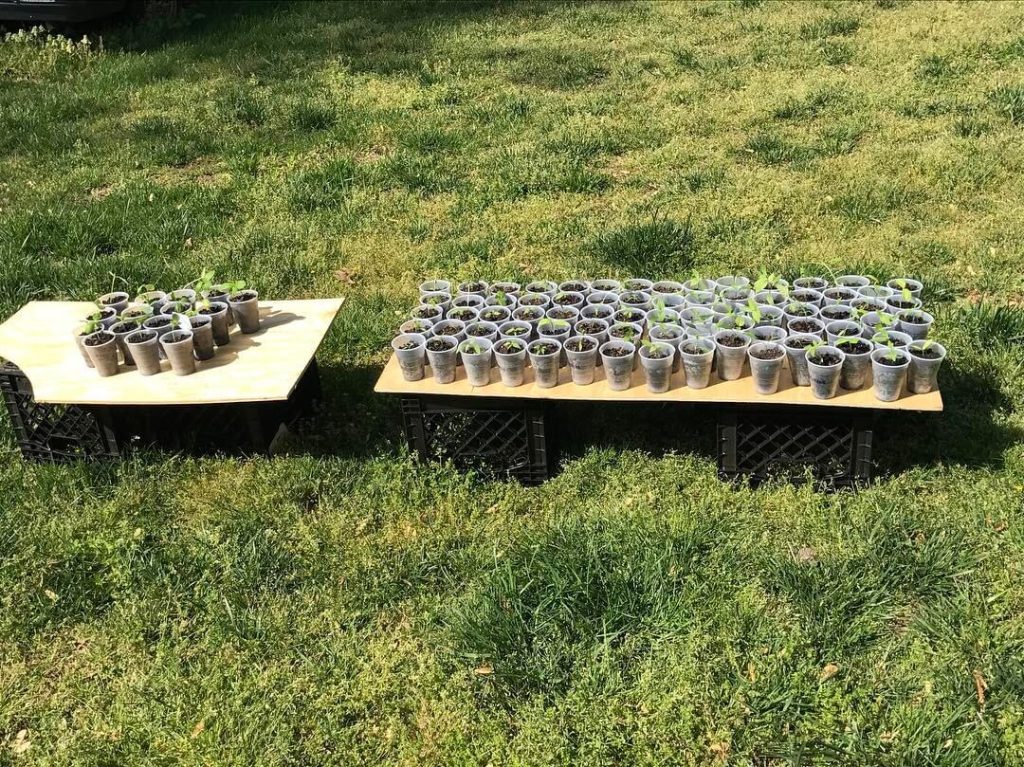 17. Dollar Store Propagation Station on a Dime