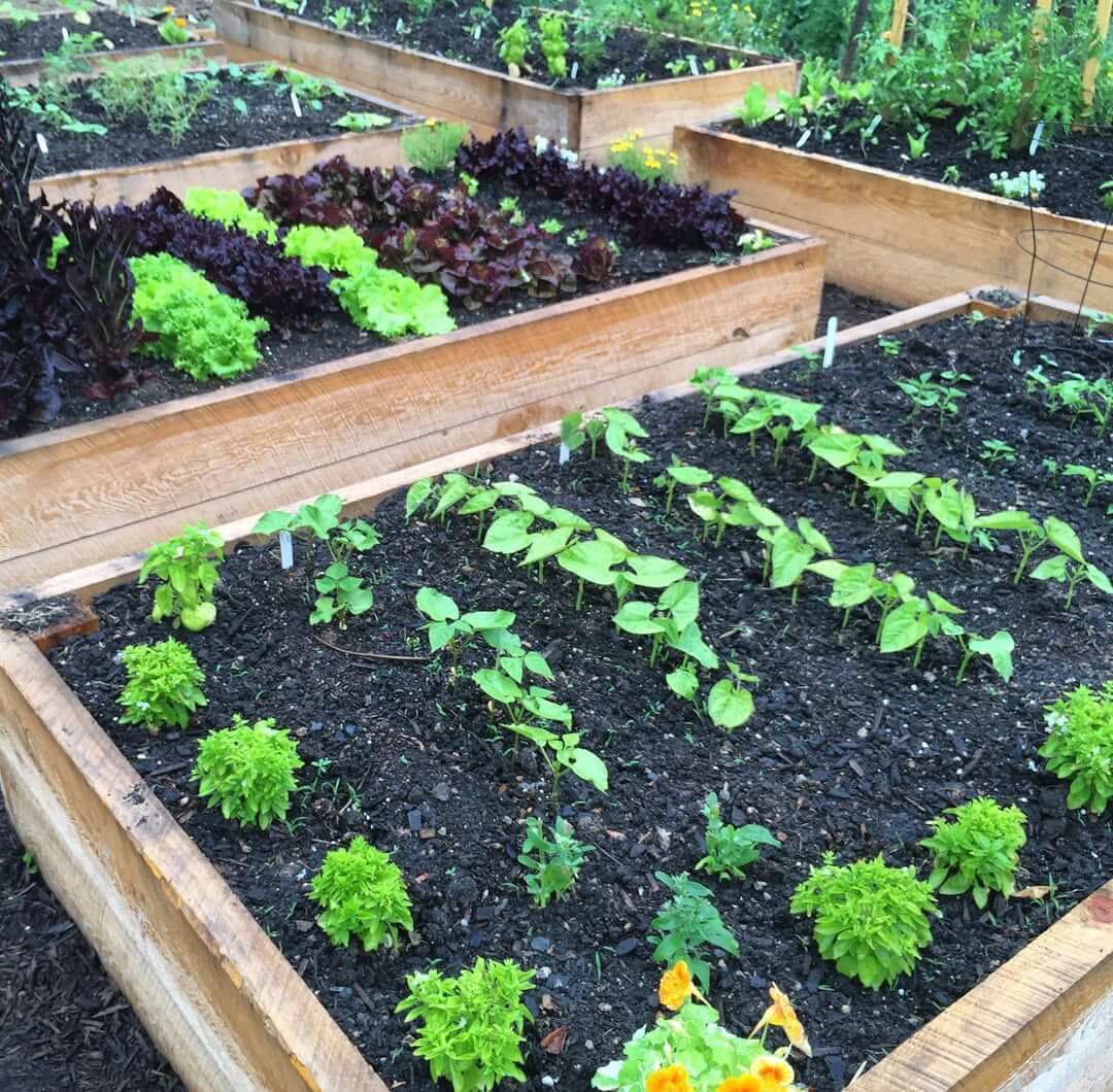 Garden Row Layout Examples Stunning Garden Layout Ideas to Transform Your Outdoor Space