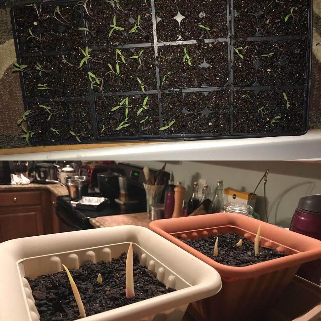 7. Affordable Seed Starting Trays for Year-Round Gardening